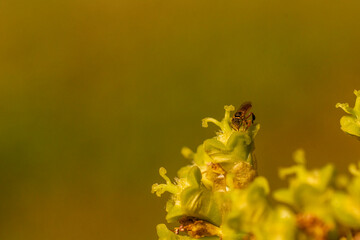 yellow flower macro