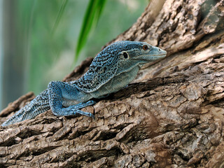 Closeup of Blue-spotted tree monitor or blue tree monitor (Varanus macraei) on tree trunk, is a species of monitor lizard found on the island of Batanta in Indonesia