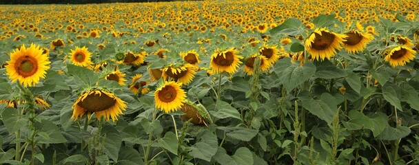 Tournesols