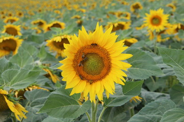Tournesols