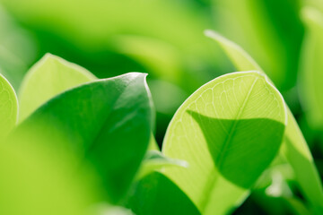 Closeup nature view of green leaf on blurred greenery background with copy space using as background and fresh ecology wallpaper concept