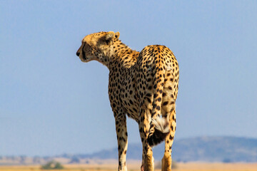 Portrait of a cheetah (Acinonyx jubatus) © olyasolodenko