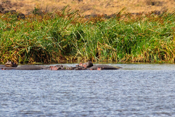 Group of hippos (Hippopotamus amphibius) in a lake in Ngorongoro Crater national park, Tanzania