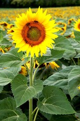 Tournesols