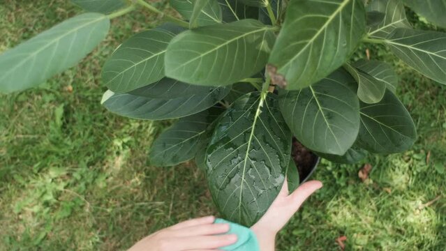Close-up top view of female hands cleans plants, takes care big green leaf outdoors in warm sunny summer day. Gardening, housewife and housework chores concept. Home hobbies, growing plants, gardener