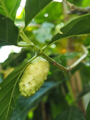 Morinda citrifolia or Noni fruit on tree nice country food Local style with high vitamin
