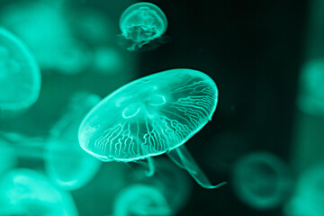 Jellyfish swimming in the water