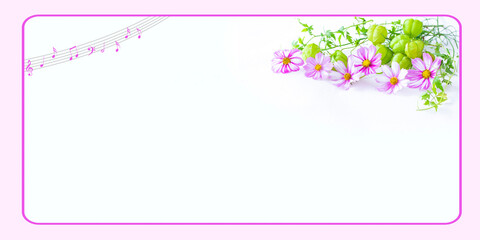 ピンクのコスモスとフウセンカズラのかわいい花束の楽譜・フレーム（白バック）
