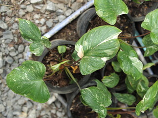 homalomena and alocasia vareigated plant leafe for decoration house garden 