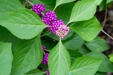 Photo of the American beauty berry