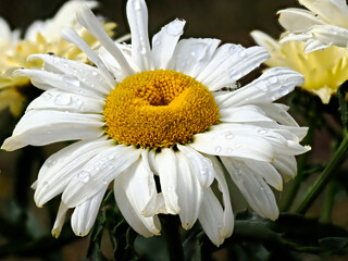 Closeup of white daisie (Anthemis) in french garden with raindrops on the petals 