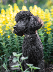 Portrait of a poodle dog. Curly black poodle. A pet