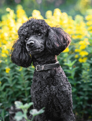 Portrait of a poodle dog. Curly black poodle. A pet