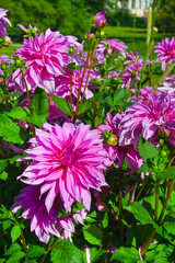 The dahlia (name, Babylon Rose) in the dahlia garden Baden Baden near the lichtentaler alley....