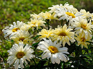 Clump of white and yellow daisies (Anthemis) in french garden 