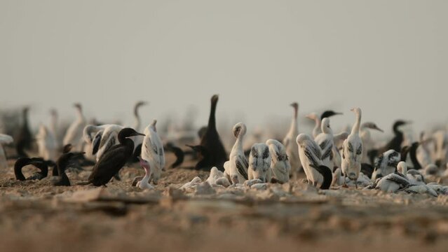 Socotra cormorant with chicks at hawar island Bahrain