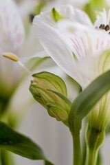 White flower close up. 