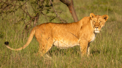 Lioness ( Panthera Leo Leo) enjoying the beautiful african sunrise, Mara Naboisho Conservancy, Kenya.