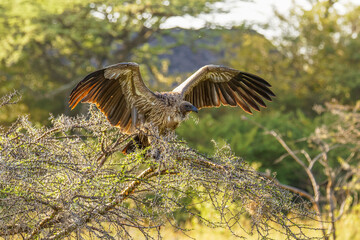 White-backed vulture (Gyps africanus) in a tree warming up, Mara Naboisho Conservancy, Kenya.
