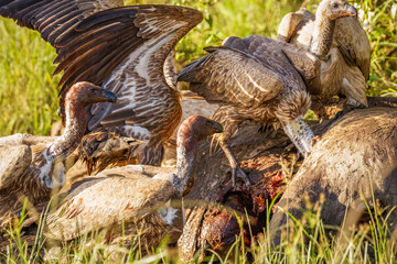 Obraz premium White-backed vulture (Gyps africanus) with kill, White-backed vulture (Gyps africanus) eating eland, Mara Naboisho Conservancy, Kenya.