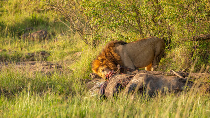 Male lion ( Panthera Leo Leo) with kill, lion eating eland, Mara Naboisho Conservancy, Kenya.