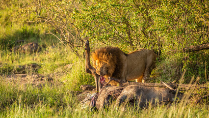 Male lion ( Panthera Leo Leo) with kill, lion eating eland, Mara Naboisho Conservancy, Kenya.
