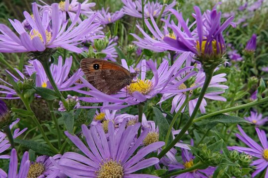 Colorful closeup on a orange gatekeeper butterfly, Pyronia tithonus on a blue Aster flower