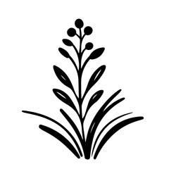herb plant illustration