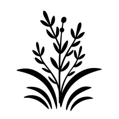 herb plant illustration