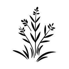 herb plant illustration