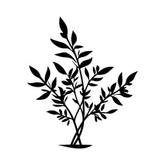 herb plant illustration