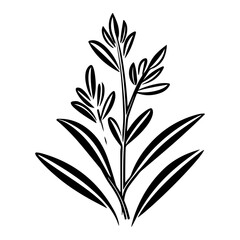 herb plant illustration