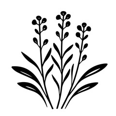 herb plant illustration