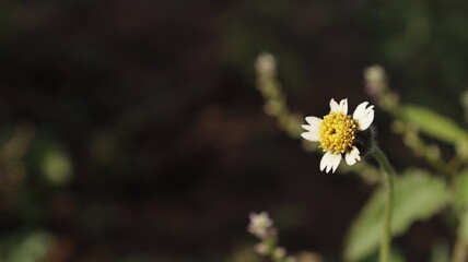 yellow flower
