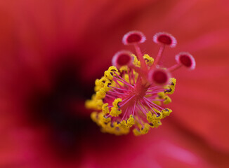 Red flower close up. Pistils, stamens, pollen