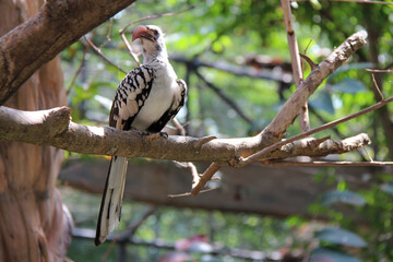 hornbill (?) in a zoo in chiang mai (thailand) 