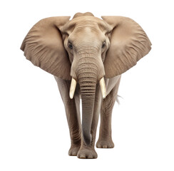 Elephant animal isolated