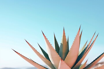 Small agave, succulent plant, on isolated background with copy space.