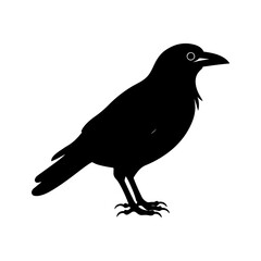 Crow silhouette