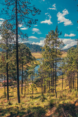 forest with lake in the middle of the mountains