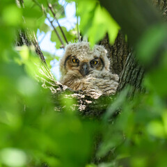 Gret Horned Owl Nestling at Dyke Marsh