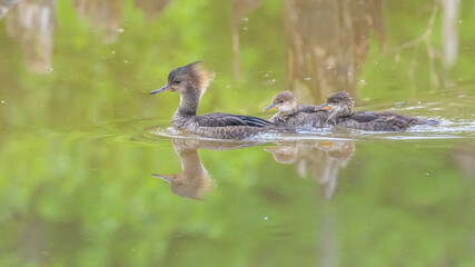 Hooded Merganser Hen and Ducklings