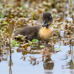 Duckling at Huntley Meadows