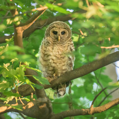 Barred Owl Owlet in the Early Morning Sun at Dyke Marsh