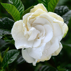 Cape Jasmine Bloom in the Rain