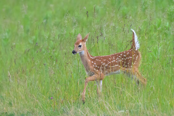 White-tailed Fawn at Big Meadows