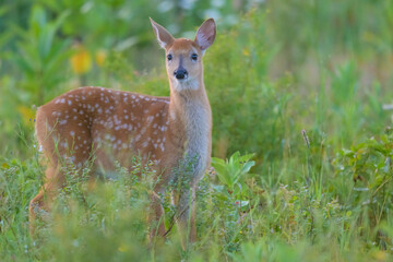 White-tailed Deer Fawn at Big Meadows