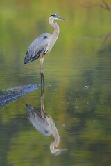 Great Blue Heron and Reflection at huntley meadows