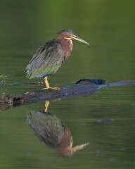 Green Heron and Reflection at Huntley Meadows