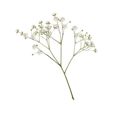 Babies breath flower png. Closeup of small white gypsophila flowers isolated on white or transparent background Flower overlay